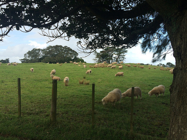 Sheeps at One Tree Hill