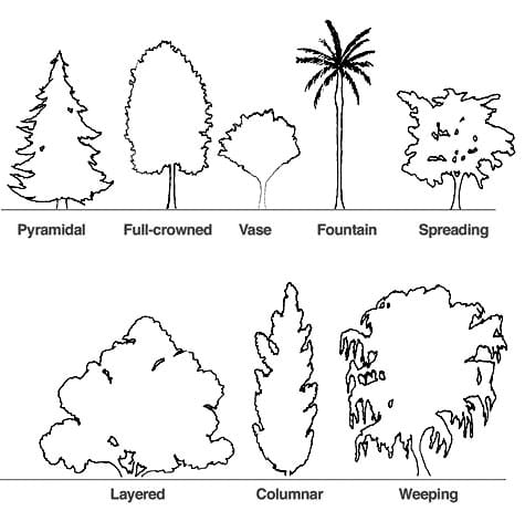 Crown of tree diagram, showing Pyramidal, Full-crowned, Vase, Fountain, Spreading, Layered, Columnar and Weeping