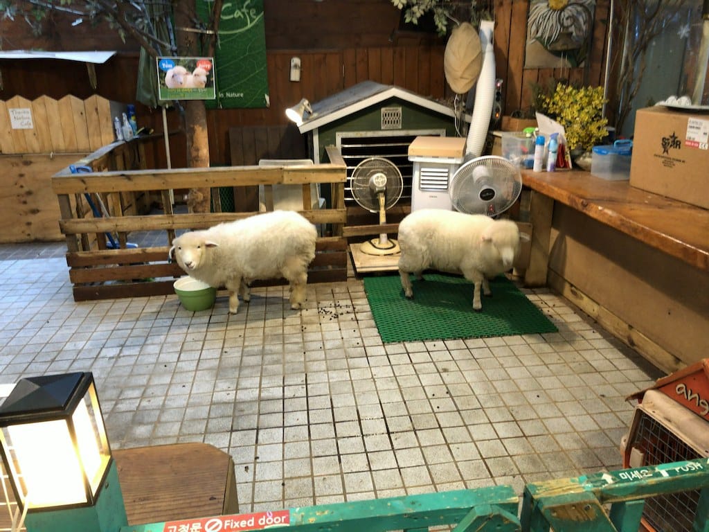 Sheep at Thanks Nature Cafe