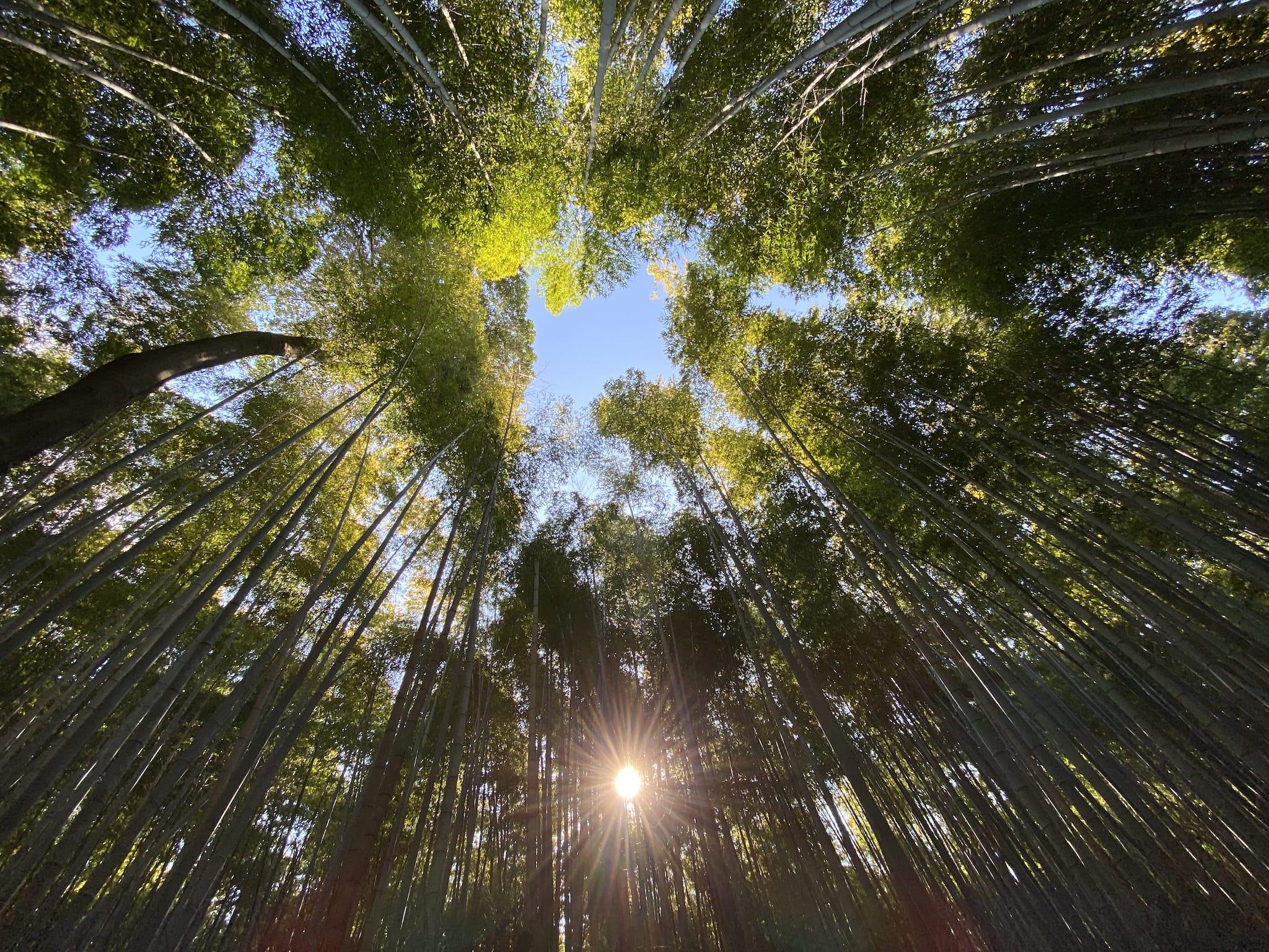 Arashiyama Bamboo Groove, with a sunshine