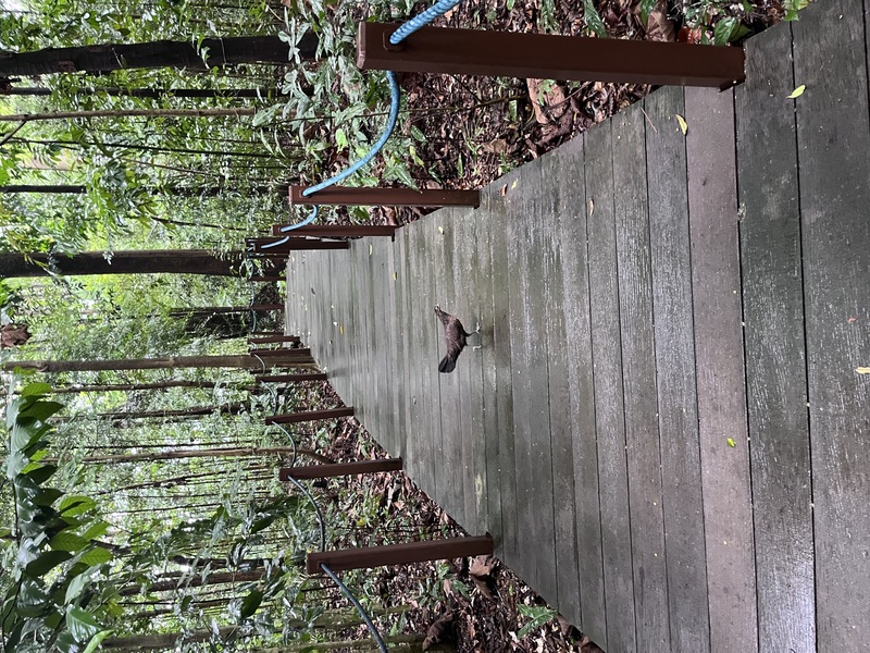 Chicken crossing the pathway, in Singapore Botanic Gardens