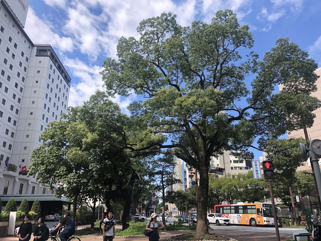 Fukuoka trees and streets