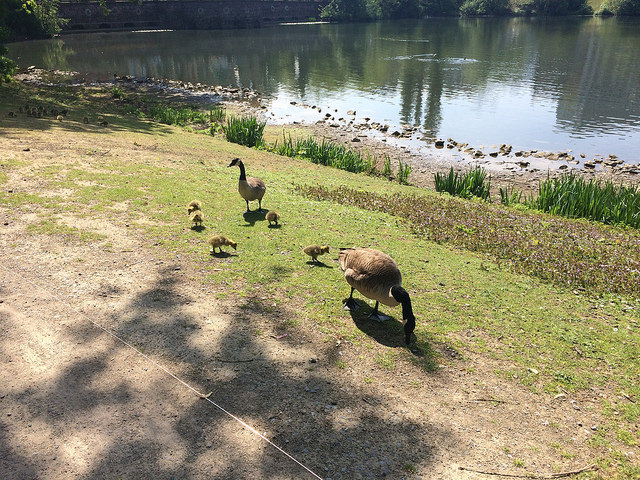 Geese nearby a lake in Düsseldorf