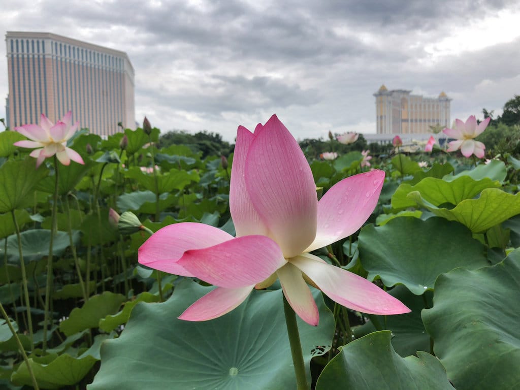 Lotus Pond in Macau