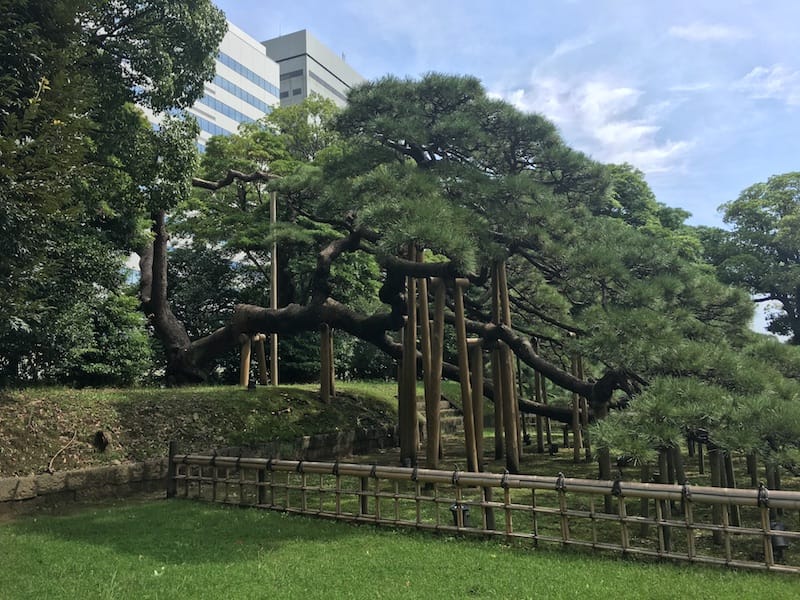 One of the old trees in Hamarikyu Gardens, Tokyo